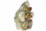 Tall, Composite Ammonite Fossil Display - Madagascar #175810-4